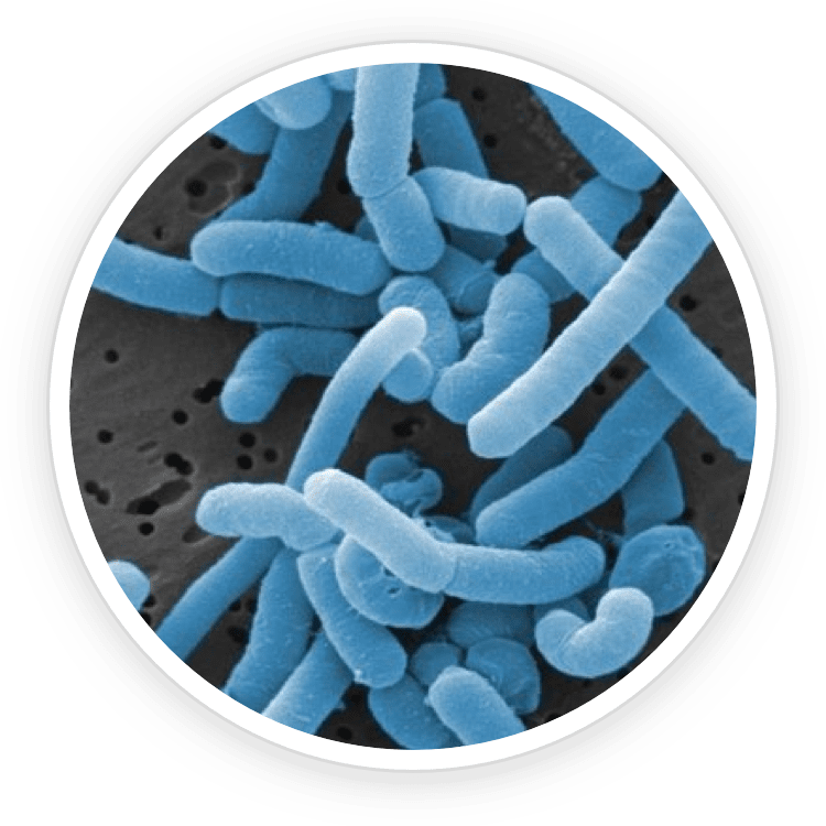 Lactobacillus Paracasei probiotic strain used in ProDentim