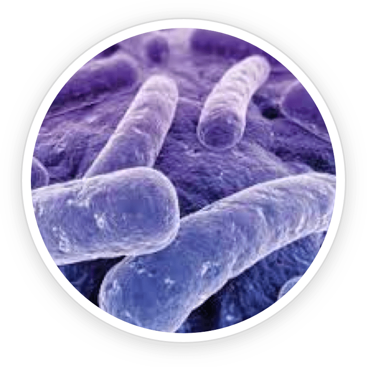 B.lactis BL-04 probiotic strain used in ProDentim