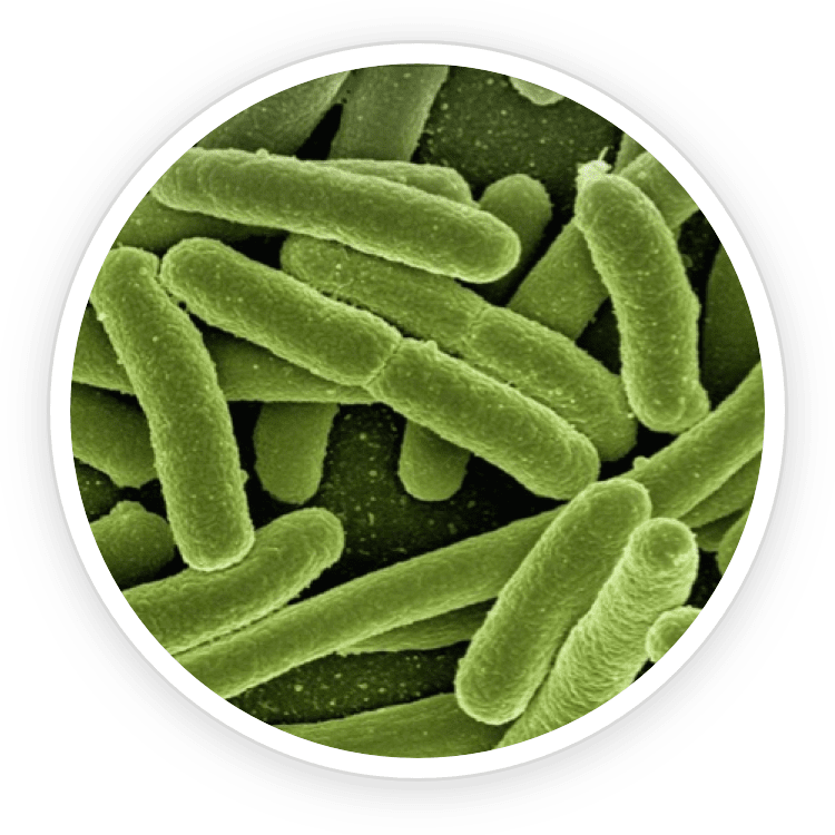 Lactobacillus Reuteri probiotic strain used in ProDentim